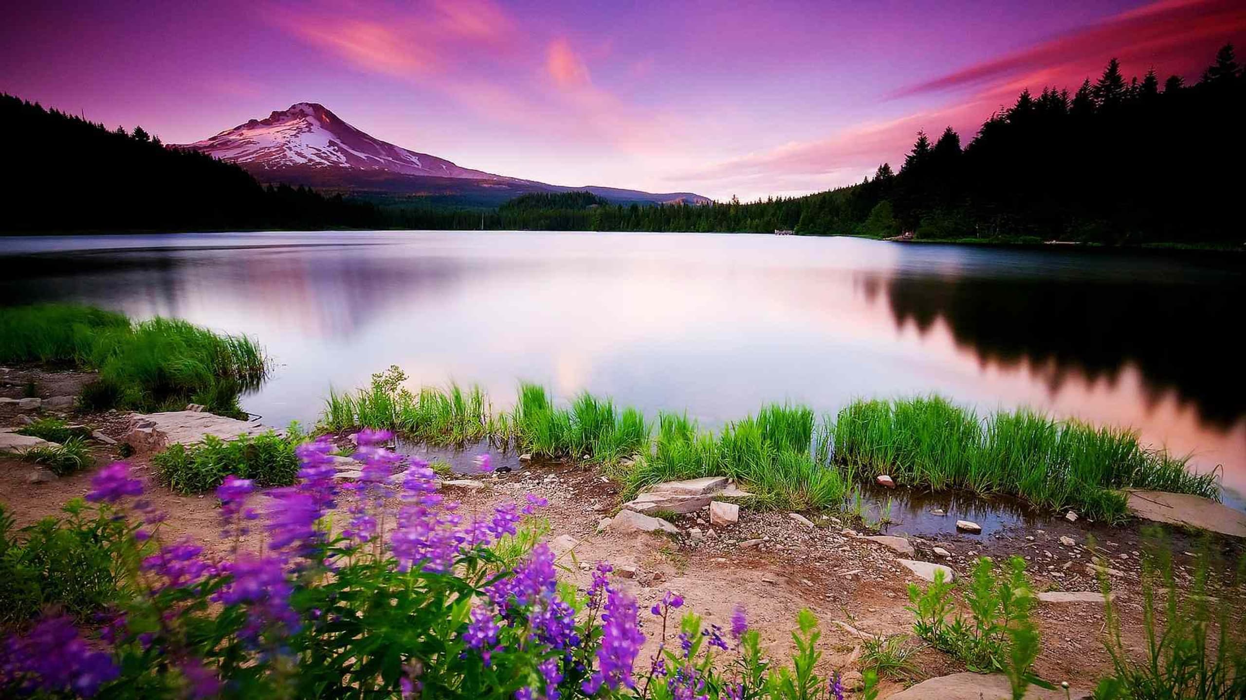 Snow-capped mountain above a calm lake with purple wildflowers at sunset
