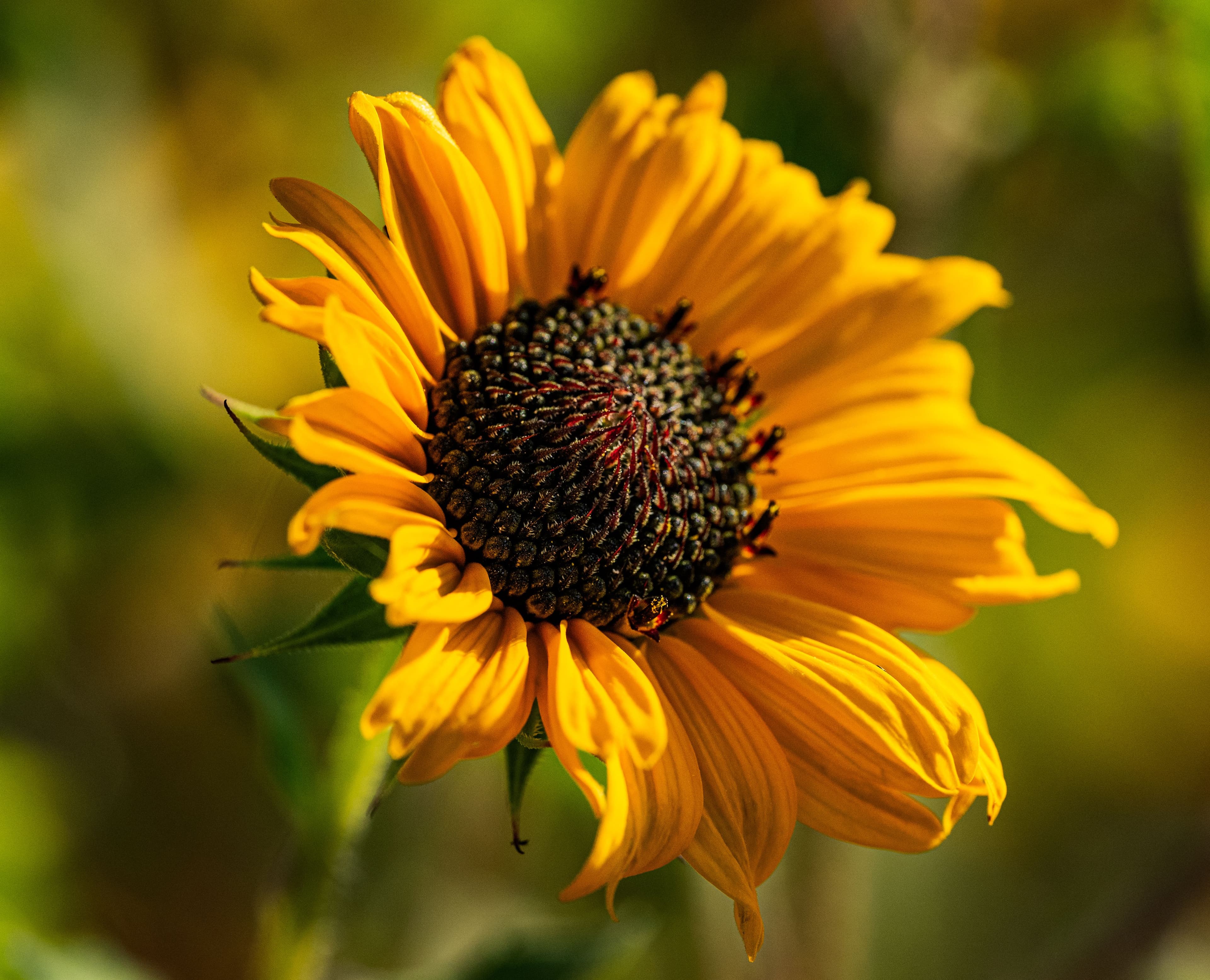 Close-up of a golden wildflower in warm sunlight